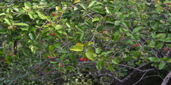 Ehretia laevis